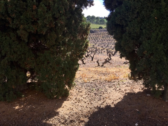 Un día cualquiera en la bodega de sarria