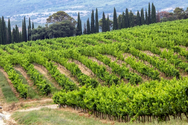 Vinedos de sarria