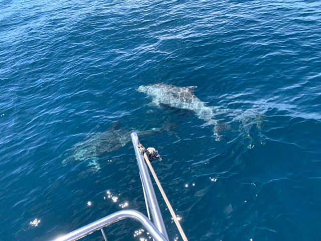  Sailing together the dolphins 