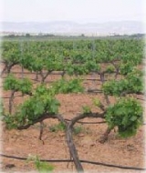 The vineyards of Bodegas Calar 