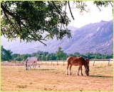 Practica la equitación