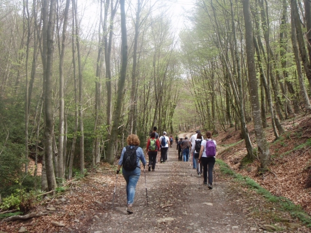 Nordic walking hacia en interior del bosque