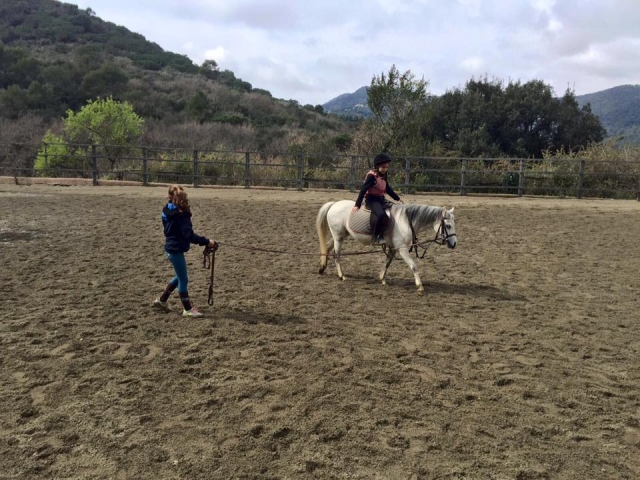 Dressage class with the horse