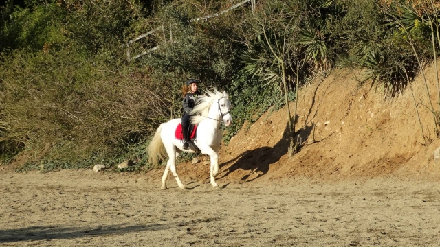  Riding the horse in the arena 