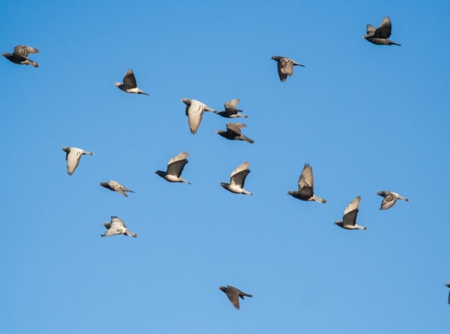 Aves en el cielo