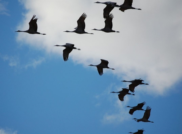Grullas en vuelo