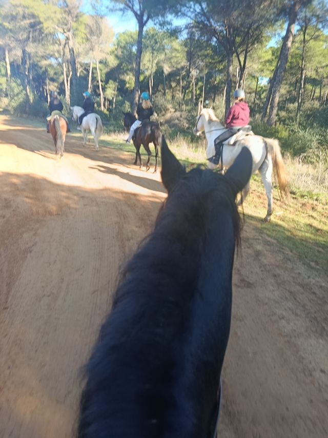 Opinión de Rosa sobre 2h paseo a caballo en entorno Doñana fin de semana