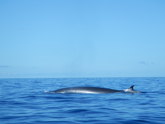  Finnwal auf La Palma 