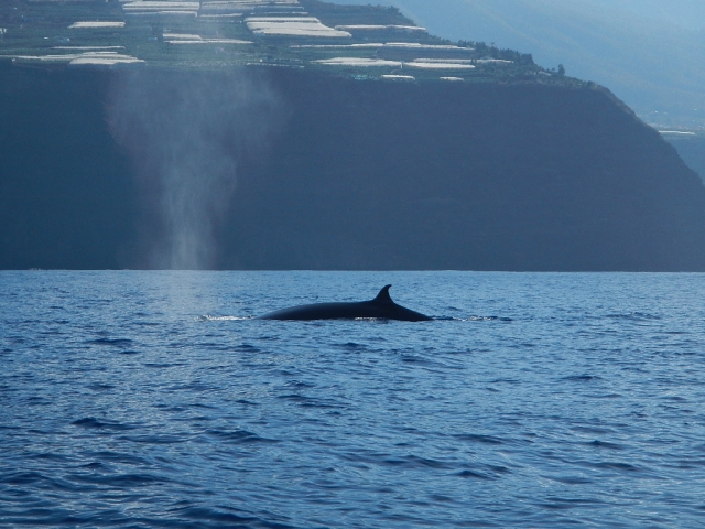  Ballena la Palma 