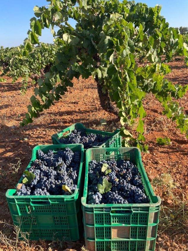  Nach einem Tag der Weinlese 