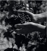 Recogida de la uva