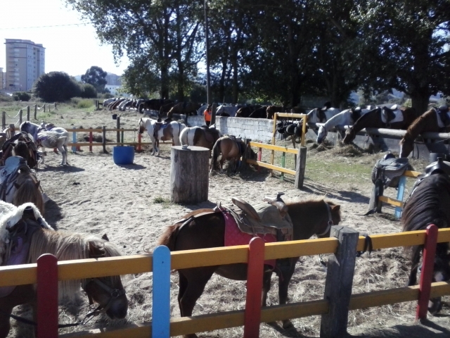 nuestros ponis y caballos en Cantabria