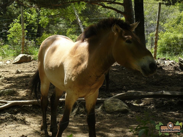caballos salvajes
