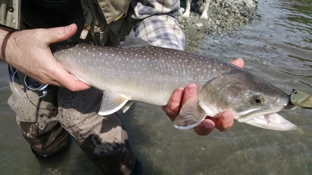  pêcher poisson quatre 