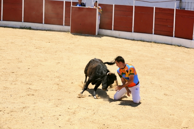 De rodillas junto a la vaquilla