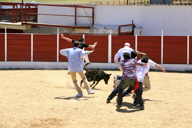 Esquivando a la vaca