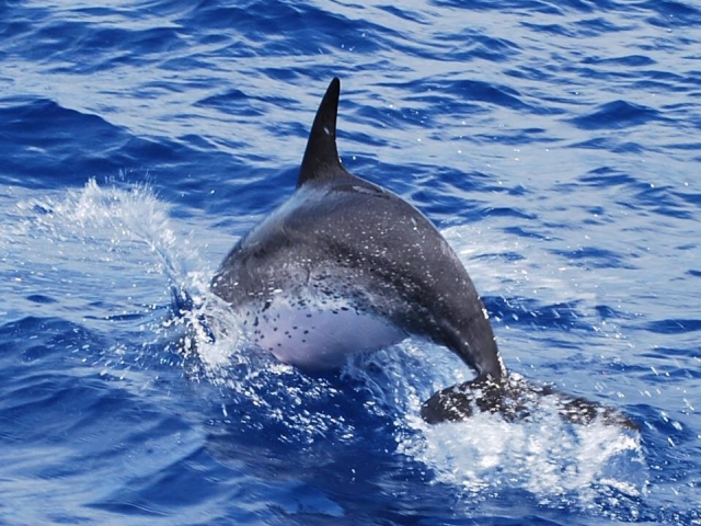 dofins.jpg
