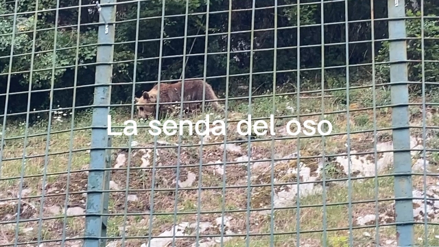 Opinione di JORGE su Discesa in bici lungo la Senda del Oso nelle Asturie