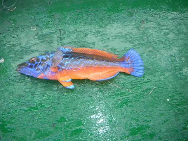 Captura de pesca en Asturias