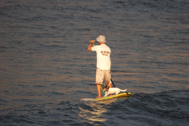Excursión paddle surf