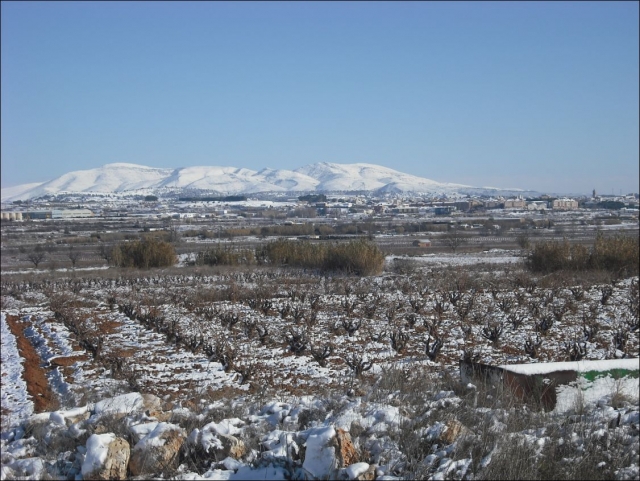 Viñedos nevados
