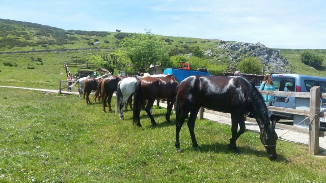 Nuestros caballos