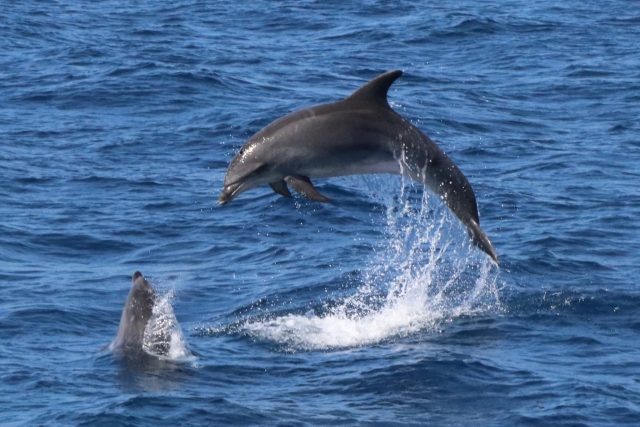 Delfines