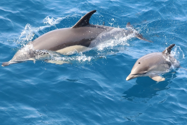 Delfines en el Estrecho de Gibraltar