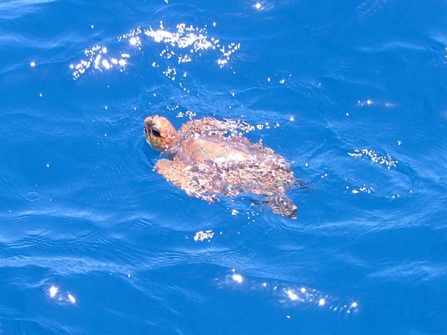  encontramos uma tartaruga marinha 