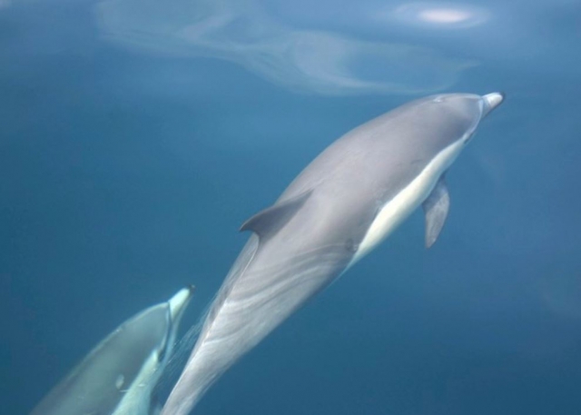  Delfin vom Boot in Adeje 
