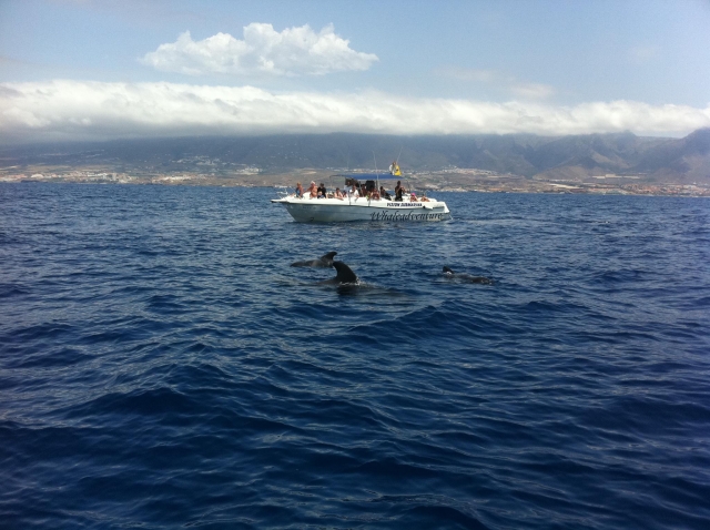  Ausflug zur Delfinbeobachtung auf Teneriffa 