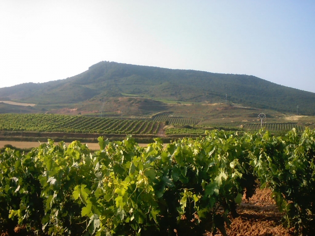 Viñedos en La Rioja