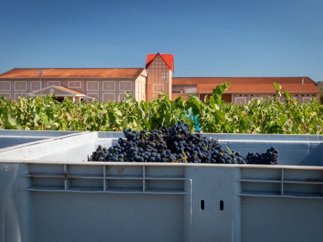 Proceso para elaborar el vino