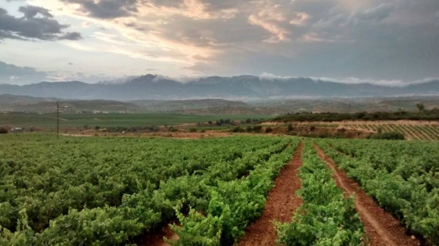 nuestra plantacion de uvas