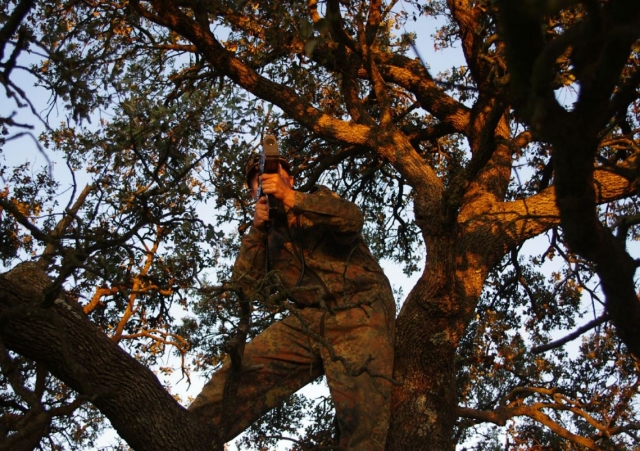 Apuntando desde las ramas del arbol