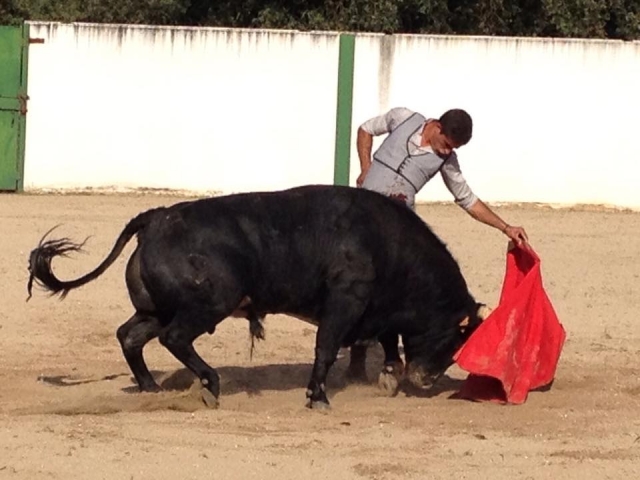 Torea a becerras