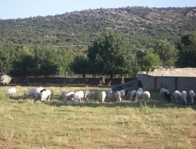  牛在斗牛场旁边 