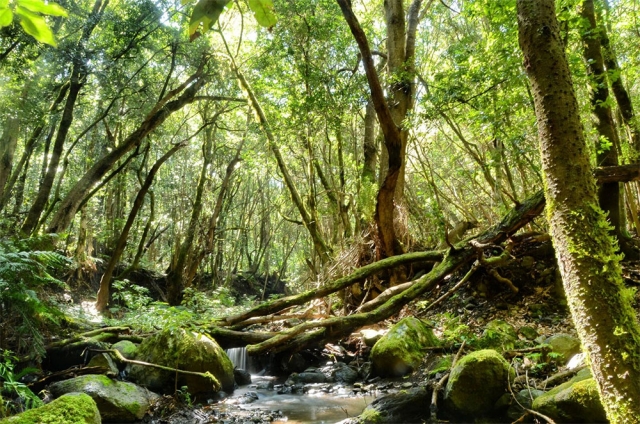  Grande vegetazione all'interno dell'isola 