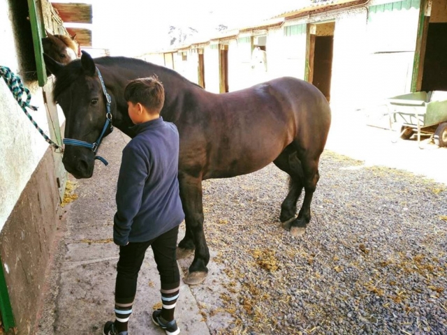 e-19625455-preparacion-del-caballo-en-tenerife15193923356378.jpg
