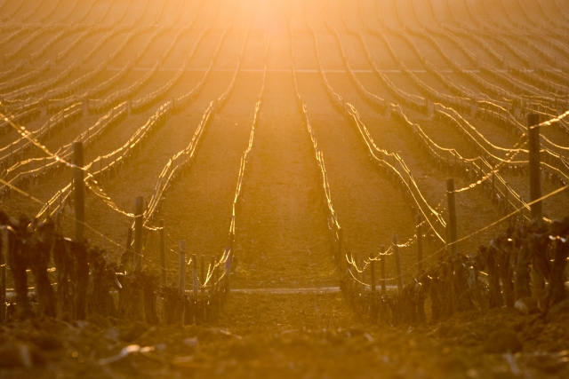 Viñedos de Real Sitio de Ventosilla