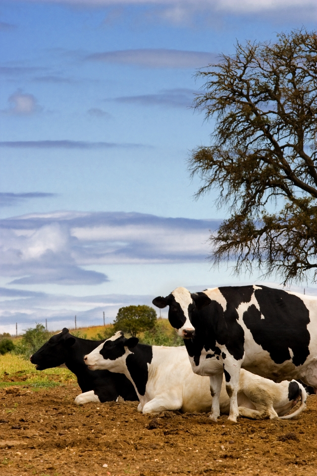 Vaquería Real Sitio de Ventosilla 