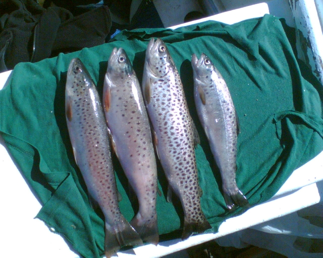 Pesca deportiva