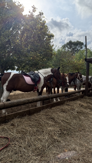 res_o-65536-rutas-a-caballo_de_sara-lopez-figueras_img-7609_17560619694021.jpeg