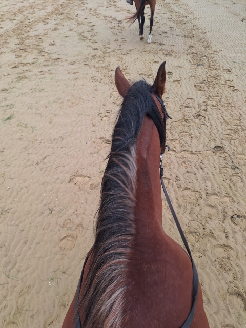 Opinião de Carlos sobre Passeio a cavalo pela floresta e praia do Regatón 90 min