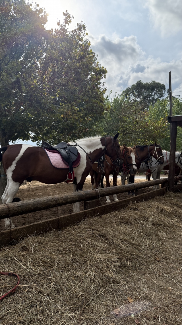 Opinión de Sara sobre Paseo a caballo por bosque y playa Regatón 90 min