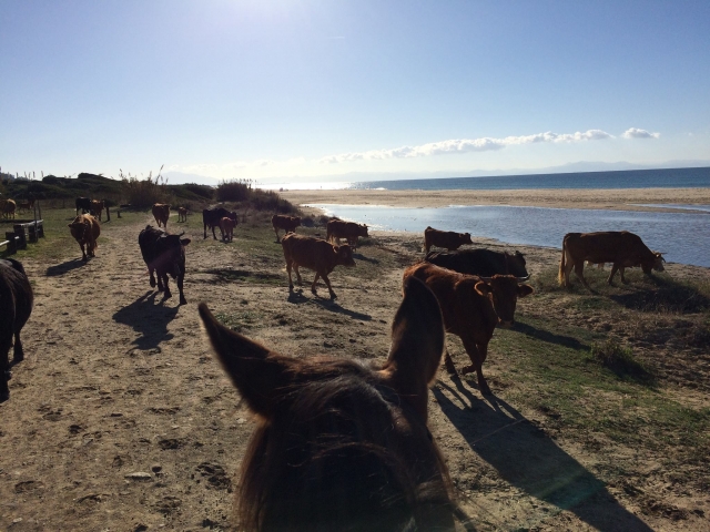Caballo cruzandose con el ganado