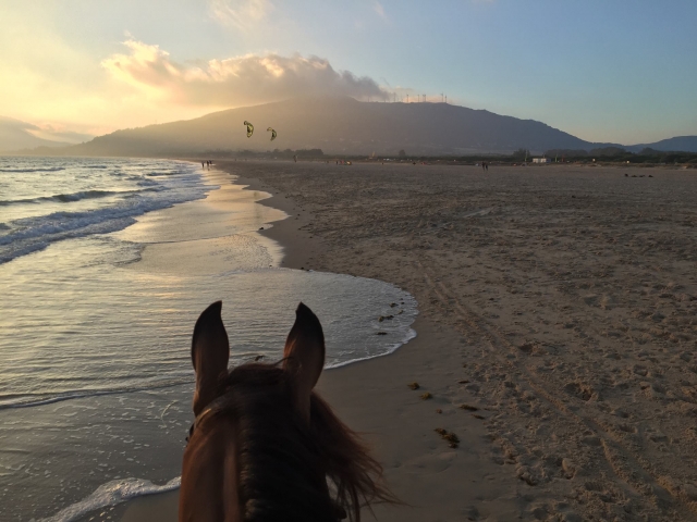 Caballo en la playa de tarifa