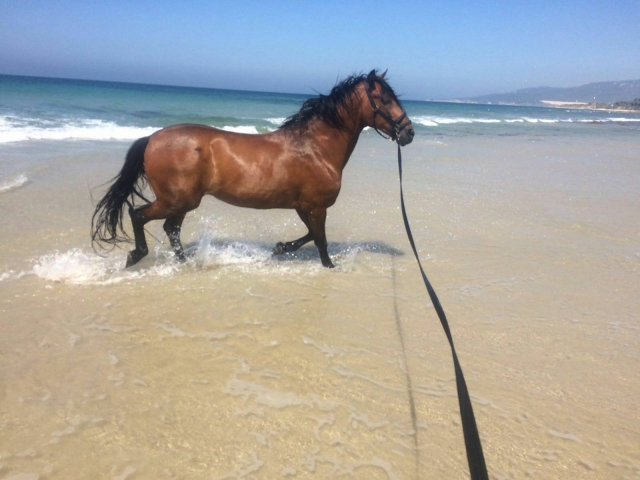 Caballo trotando por el mar
