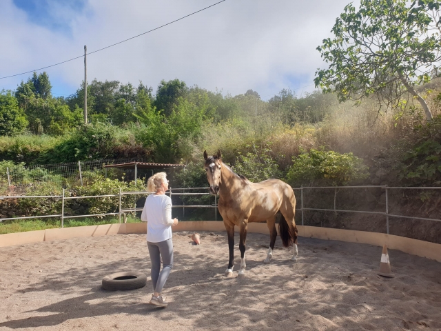 Domando a los caballos