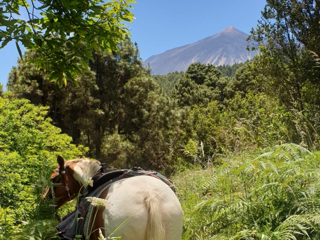 Cabalgamarra en Tenerife